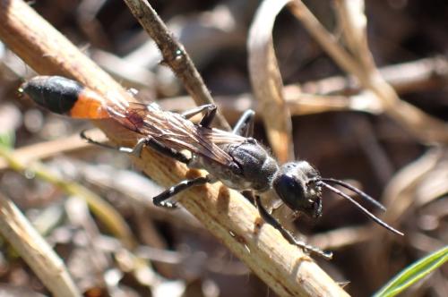 Ammophila sabulosa